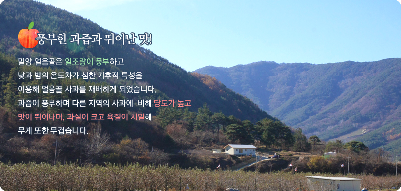밀양 얼음골은 일조량이 풍부하고 낮과 밤의 온도차가 심한 기후적 특성을 이용해 얼음골 사과를 재배하게 되었습니다. 과즙이 풍부하며 당도가 17~18도로 다른 지역의 사과에 비해 당도가 높고 맛이 뛰어나며, 과실이 크고 육질이 치밀해 무게 또한 무겁습니다.